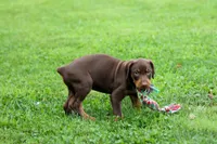 Griffin 🐶, a male Doberman Pinscher for sale in Fresno, OH – 7 of 10