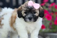 Blossom 💕, a female Bichon Frise and Shih Tzu for sale in Fresno, OH – 3 of 9