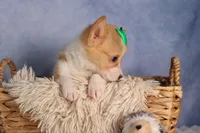  Cody🐾🐶, a male Pembroke Welsh Corgi for sale in Fresno, OH – 6 of 8