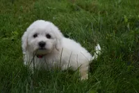  Tucker, a male Bichon Frise for sale in Fresno, OH – 5 of 6