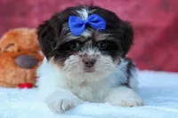  Oliver , a male Maltese and Shih Tzu for sale in Fresno, OH – 4 of 10