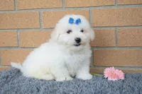Bryson 🐾, a male Maltese for sale in Fresno, OH – 2 of 7