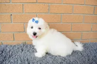 Bryson 🐾, a male Maltese for sale in Fresno, OH – 5 of 7