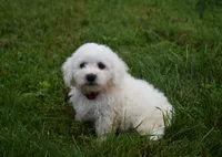  Tucker, a male Bichon Frise for sale in Fresno, OH – 2 of 6