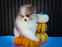 Macey 🎀, a female Pomeranian for sale in Fresno, OH – 6 of 10