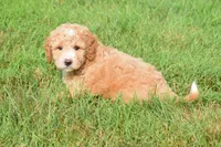 Stetson , a male Maltipoo for sale in Fresno, OH – 3 of 5