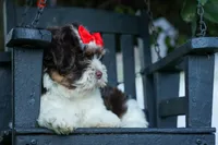  Ollie Bear , a male Maltese and Shih Tzu for sale in Fresno, OH – 7 of 9