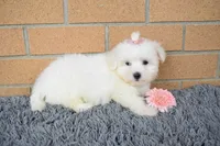 Bella 🐶💗, a female Maltese for sale in Fresno, OH – 4 of 7