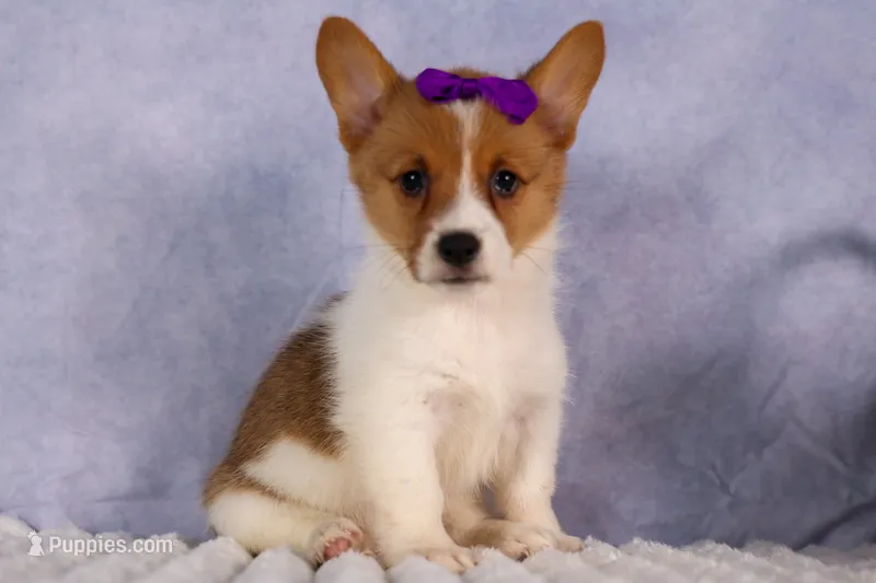 Bambi – Pembroke Welsh Corgi puppy for sale in Fresno, OH