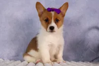 Bambi, a female Pembroke Welsh Corgi for sale in Fresno, OH – 2 of 10