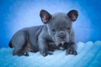 Quinn🐾, a male Frenchton for sale in Fresno, OH – 6 of 10