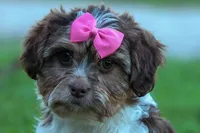 Olive, a female Maltese and Shih Tzu for sale in Fresno, OH – 8 of 10