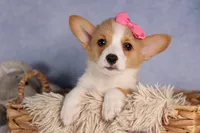 Callie💖, a female Pembroke Welsh Corgi for sale in Fresno, OH – 2 of 10