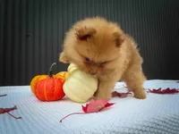 🐾 Meet Rosa — A Bouncy Little Ball of Fluff! 🐾, a male Pomeranian for sale in Fresno, OH – 9 of 10