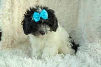 Remi 🩷, a female Cavapoo for sale in Fresno, OH – 9 of 10