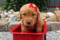  Quinton 🐾, a male Golden Retriever for sale in Fresno, OH – 4 of 8