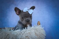 Quinn🐾, a male Frenchton for sale in Fresno, OH – 3 of 10