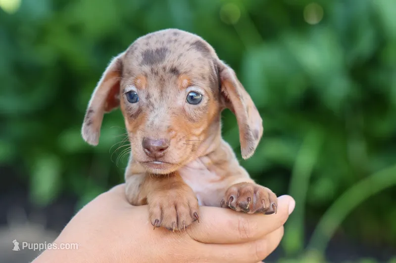   Zion🐶 – Miniature Dachshund puppy for sale in Fresno, OH