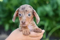   Zion🐶, a male Miniature Dachshund for sale in Fresno, OH – 1 of 9