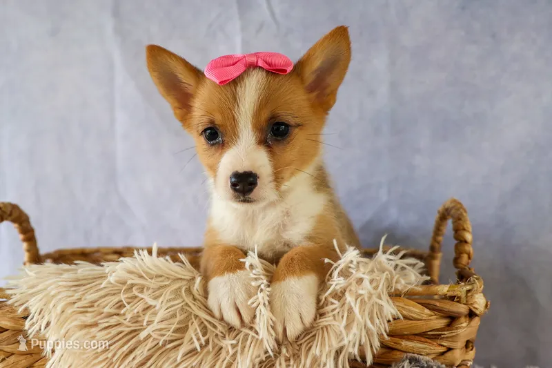 Yara ❤️ – Pembroke Welsh Corgi puppy for sale in Fresno, OH