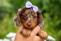 Isabelle🩷, a female Miniature Dachshund for sale in Fresno, OH – 3 of 10