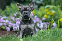 Edison, a male French Bulldog for sale in Fresno, OH – 7 of 10