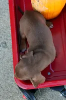  Zoey🎀, a female Miniature Dachshund for sale in Fresno, OH – 9 of 10