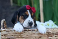 Cody 🐾🐶 , a male Beagle for sale in Fresno, OH – 4 of 10