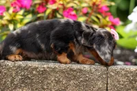 Hailey 🎀, a female Miniature Dachshund for sale in Fresno, OH – 4 of 10
