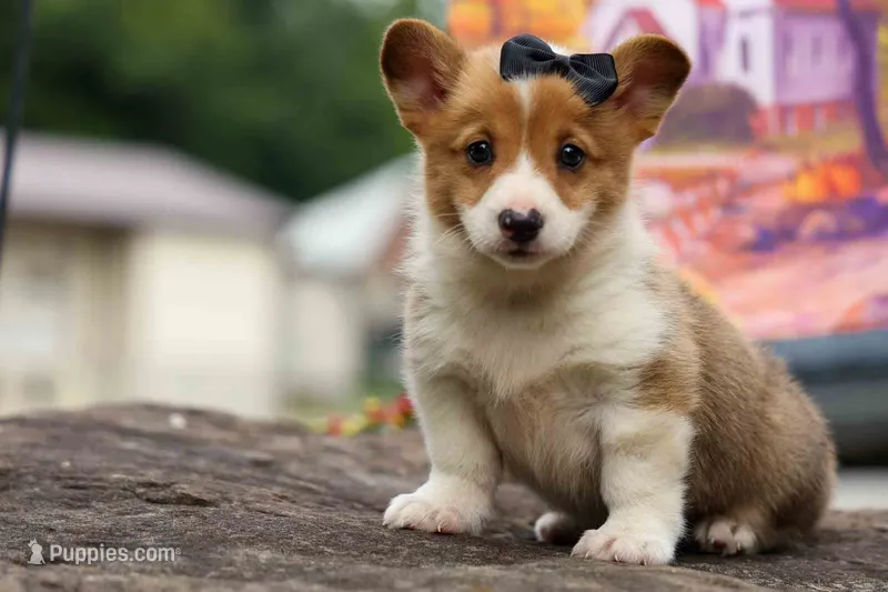  Trooper – Pembroke Welsh Corgi puppy for sale in Fresno, OH