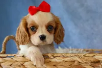 Nugget, a male Cavalier King Charles Spaniel for sale in Fresno, OH – 2 of 10