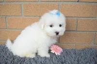 Blake 💙, a male Maltese for sale in Fresno, OH – 4 of 7
