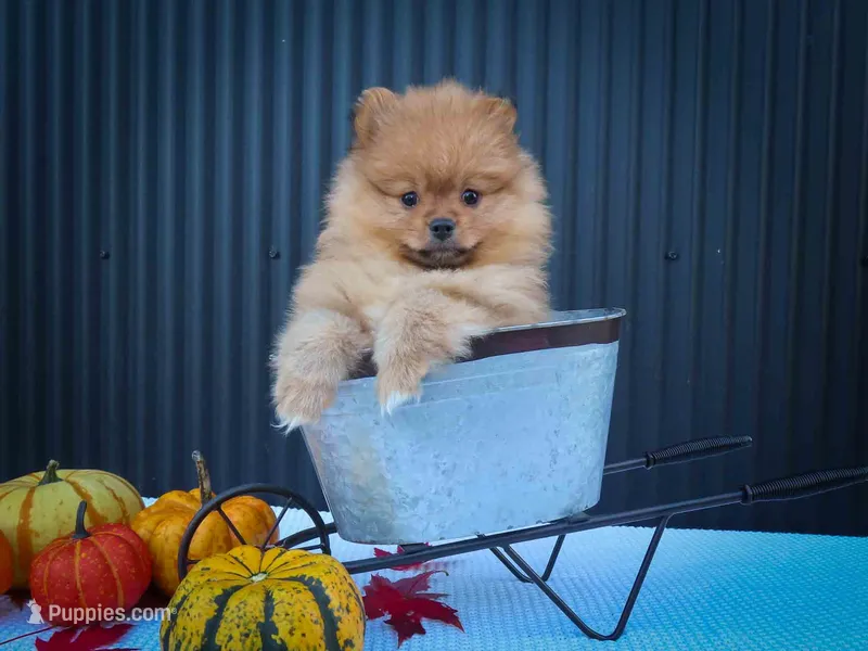 🐾 Meet Rosco — A Bouncy Little Ball of Fluff! 🐾 – Pomeranian puppy for sale in Fresno, OH