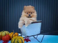 🐾 Meet Rosco — A Bouncy Little Ball of Fluff! 🐾, a male Pomeranian for sale in Fresno, OH – 1 of 10