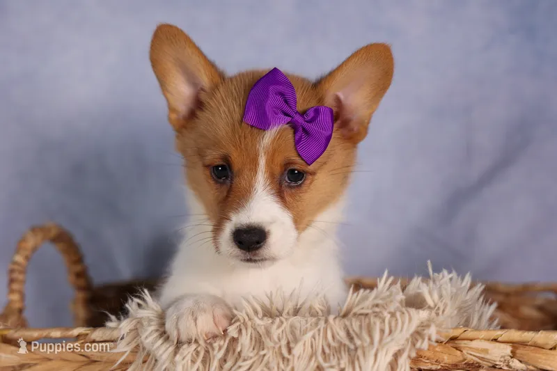 Bambi – Pembroke Welsh Corgi puppy for sale in Fresno, OH