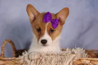 Bambi, a female Pembroke Welsh Corgi for sale in Fresno, OH – 1 of 10