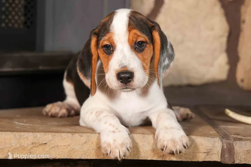 Dillard🐾 – Beagle puppy for sale in Fresno, OH