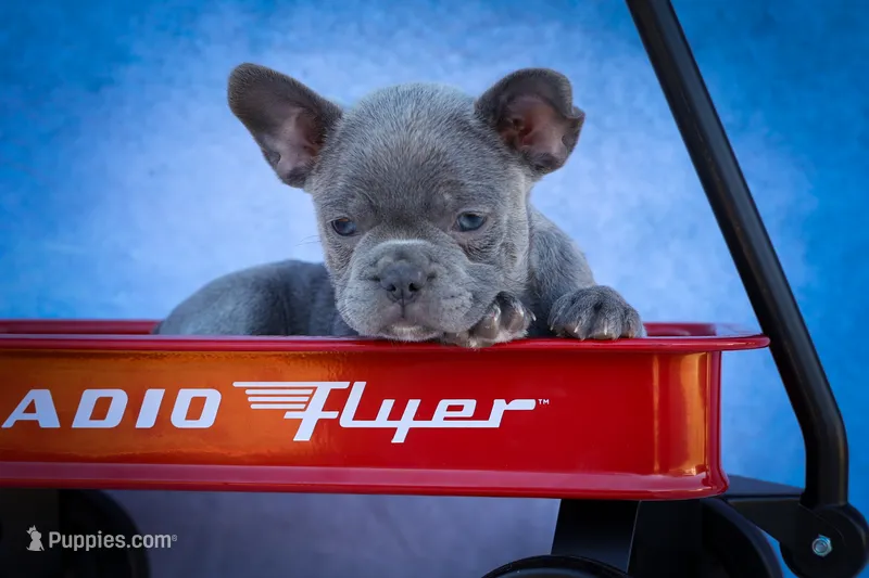 Quinn🐾 – Frenchton puppy for sale in Fresno, OH