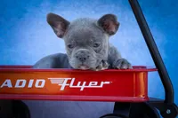 Quinn🐾, a male Frenchton for sale in Fresno, OH – 1 of 10