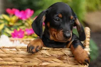 Iggy🐶, a male Miniature Dachshund for sale in Fresno, OH – 6 of 10