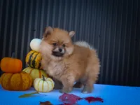  Max🐾, a male Pomeranian for sale in Fresno, OH – 5 of 10