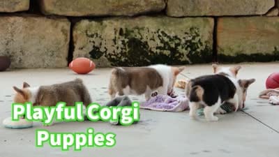 Ziggy 🩵, a male Pembroke Welsh Corgi for sale in Fresno, OH – 10 of 10