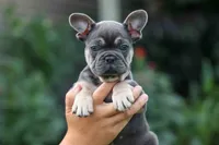 Edison, a male French Bulldog for sale in Fresno, OH – 4 of 10
