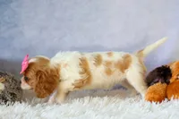  Nellie, a female Cavalier King Charles Spaniel for sale in Fresno, OH – 8 of 10
