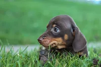  Zippy🐶, a male Miniature Dachshund for sale in Fresno, OH – 7 of 9