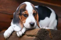 Dallas 🐾, a male Beagle for sale in Fresno, OH – 9 of 10
