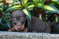  Zippy🐶, a male Miniature Dachshund for sale in Fresno, OH – 6 of 9