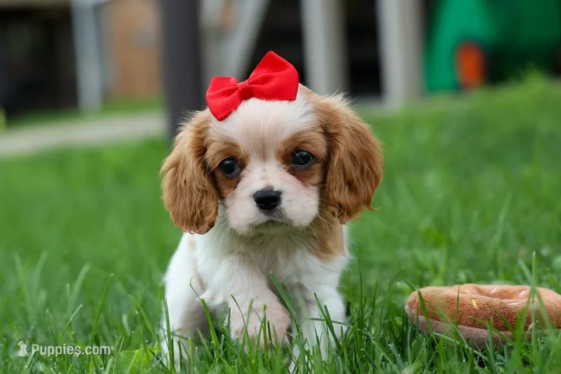 Nugget – Cavalier King Charles Spaniel puppy for sale in Fresno, OH