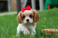 Nugget, a male Cavalier King Charles Spaniel for sale in Fresno, OH – 1 of 10