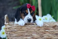 Cody 🐾🐶 , a male Beagle for sale in Fresno, OH – 8 of 10